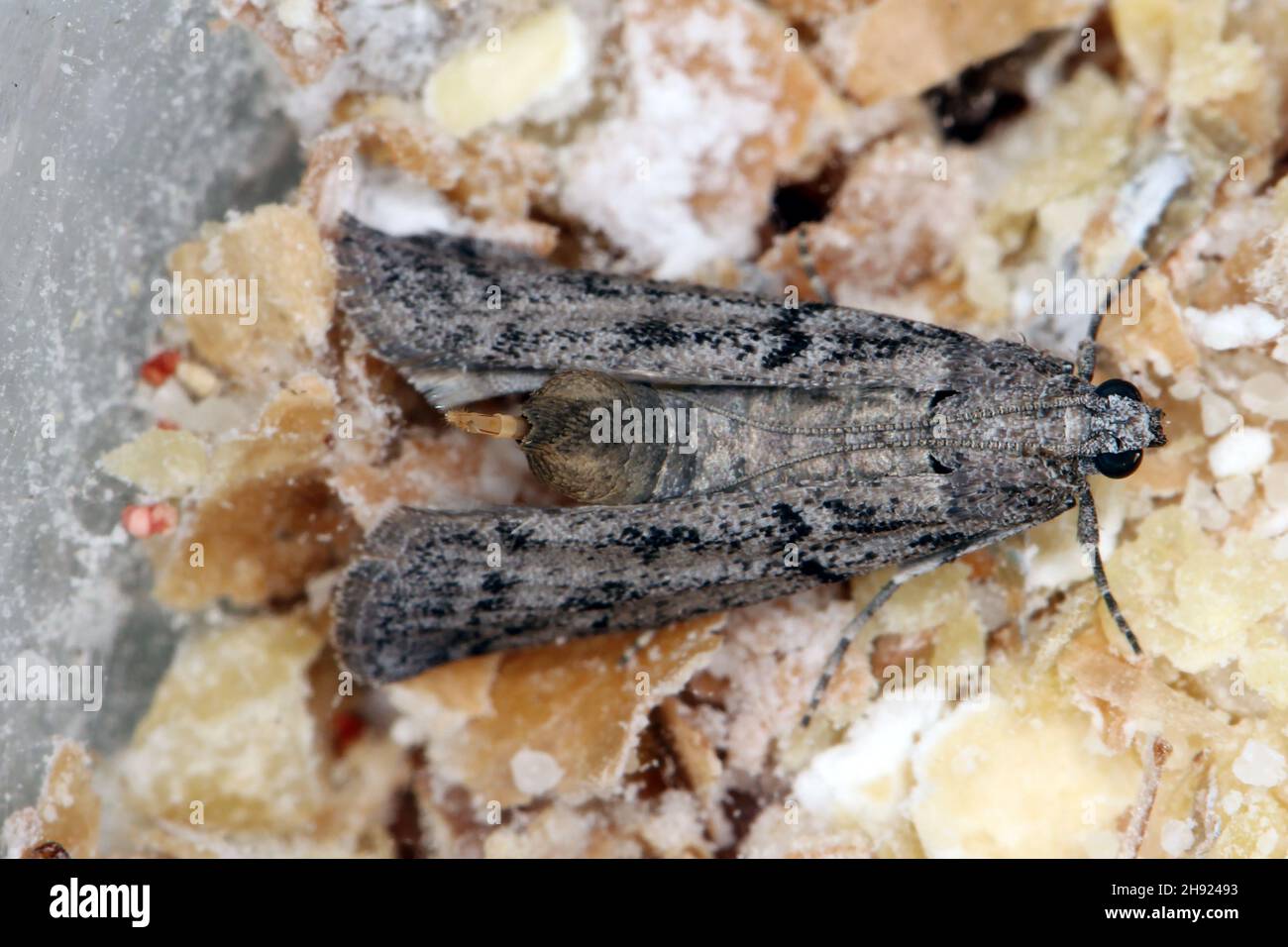 The Mediterranean flour moth or mill moth (Ephestia kuehniella) is a moth of the family Pyralidae. It is a common pest of cereal grains and products. Stock Photo