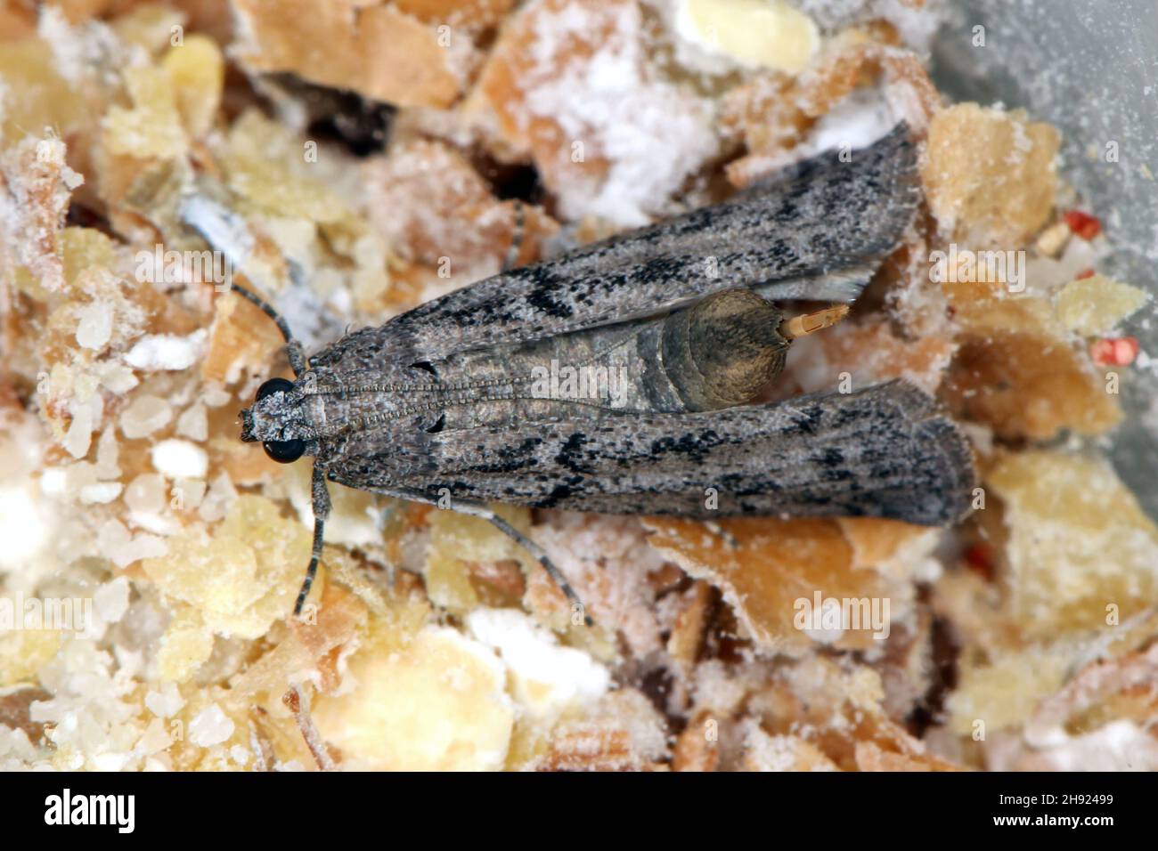 The Mediterranean flour moth or mill moth (Ephestia kuehniella) is a moth of the family Pyralidae. It is a common pest of cereal grains and products. Stock Photo