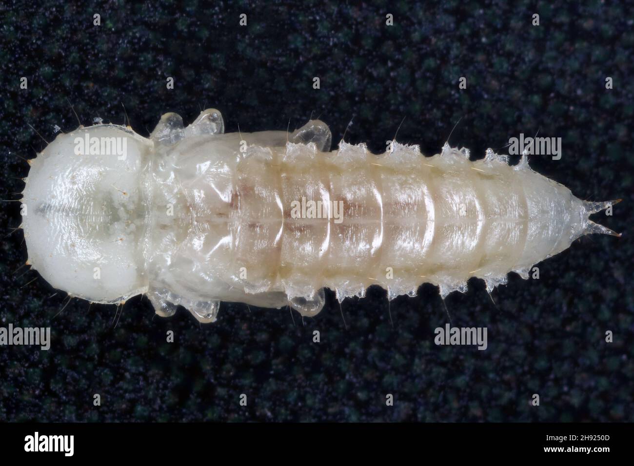 Pupa of Broad-horned flour beetle: Gnatocerus cornutus - is a stored pest. Stock Photo