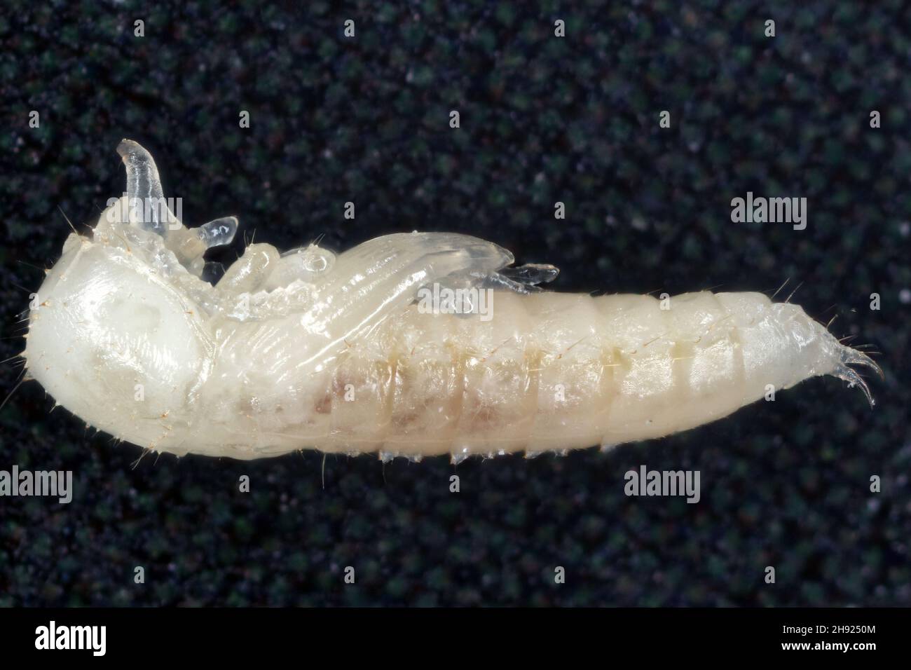 Pupa of Broad-horned flour beetle: Gnatocerus cornutus - is a stored pest. Stock Photo