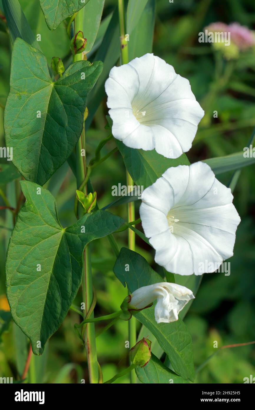 Hedge bindweed beautiful white hi-res stock photography and images - Alamy