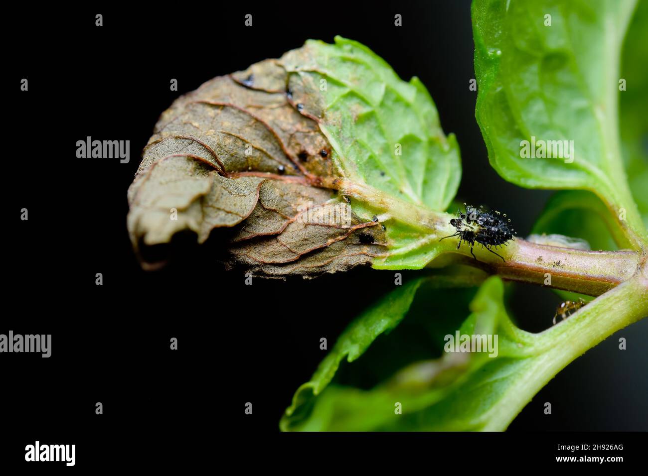 The Tingidae which is the family of small insects commonly known as Lace bugs moult of insect on the plant with damaged leaf of mint plant. Stock Photo