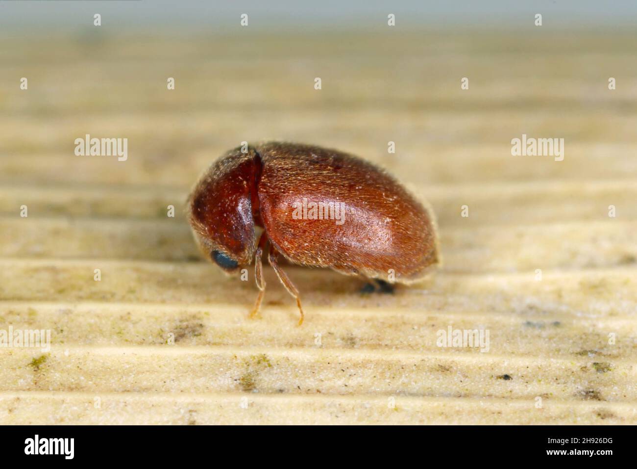 Lasioderma serricorne commonly known as the cigarette beetle, cigar beetle, or tobacco beetle is pest of tobacco dried herbs and many of others stored Stock Photo