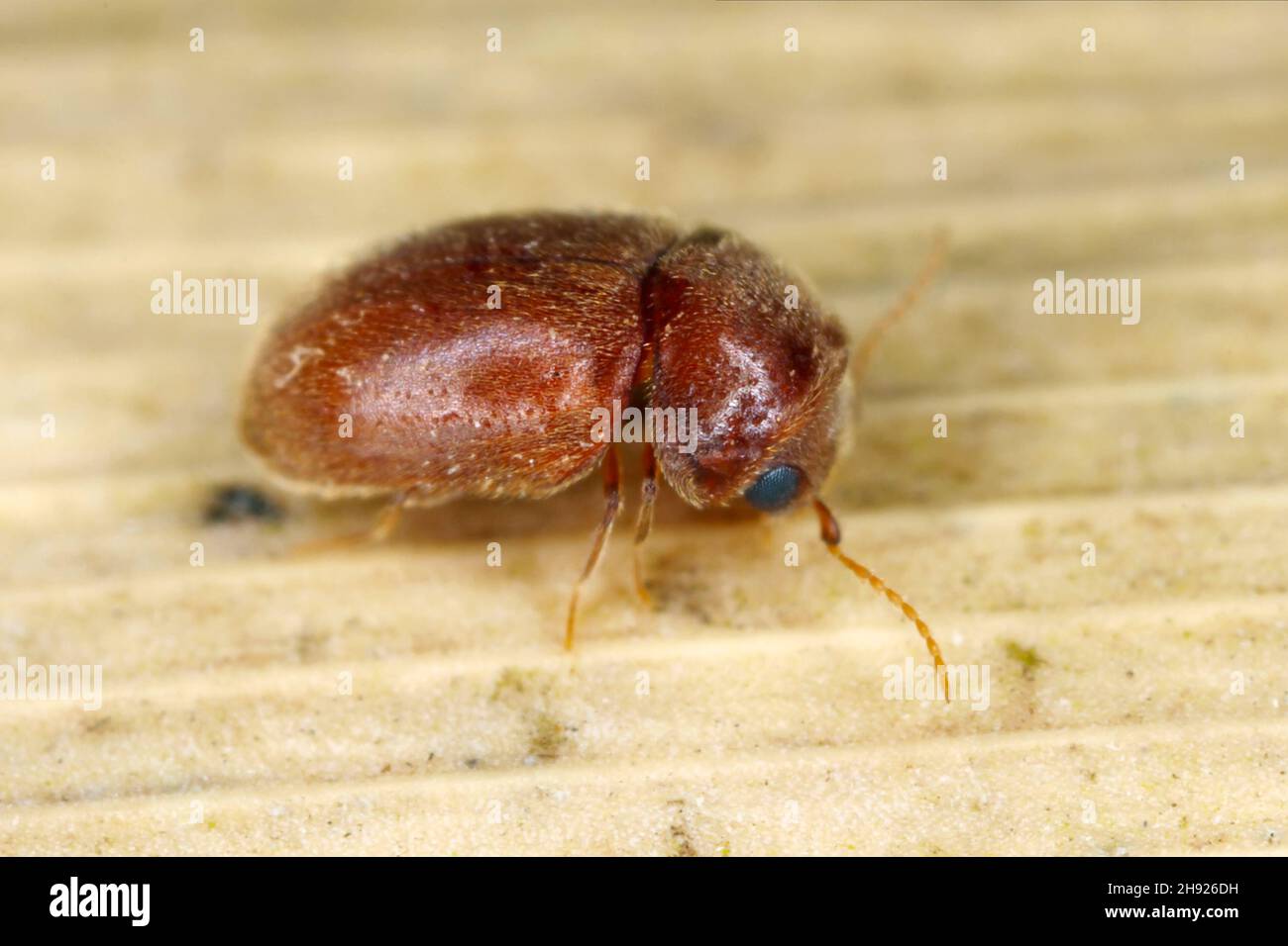 Lasioderma serricorne commonly known as the cigarette beetle, cigar beetle, or tobacco beetle is pest of tobacco dried herbs and many of others stored Stock Photo
