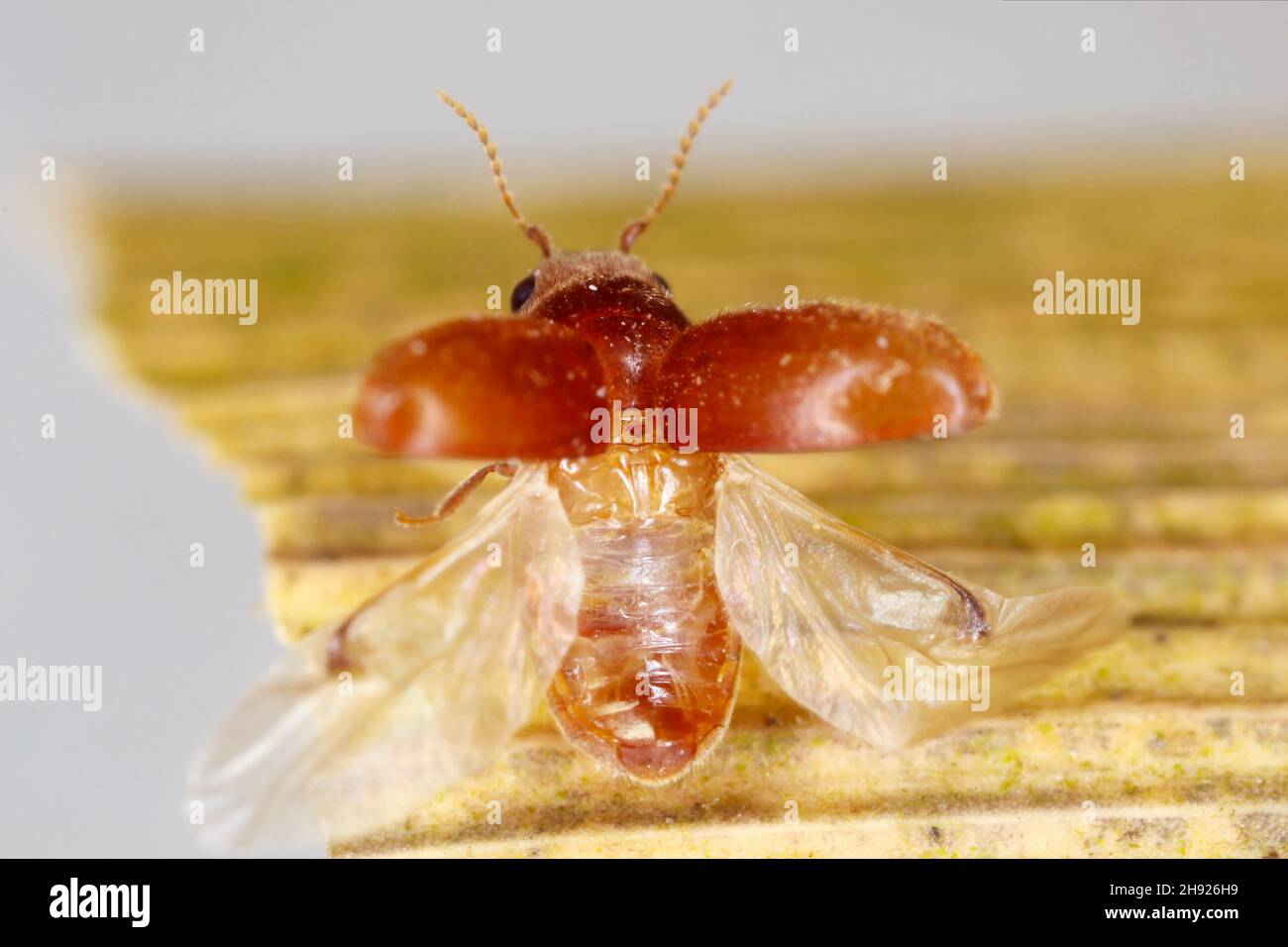 Lasioderma serricorne commonly known as the cigarette beetle, cigar