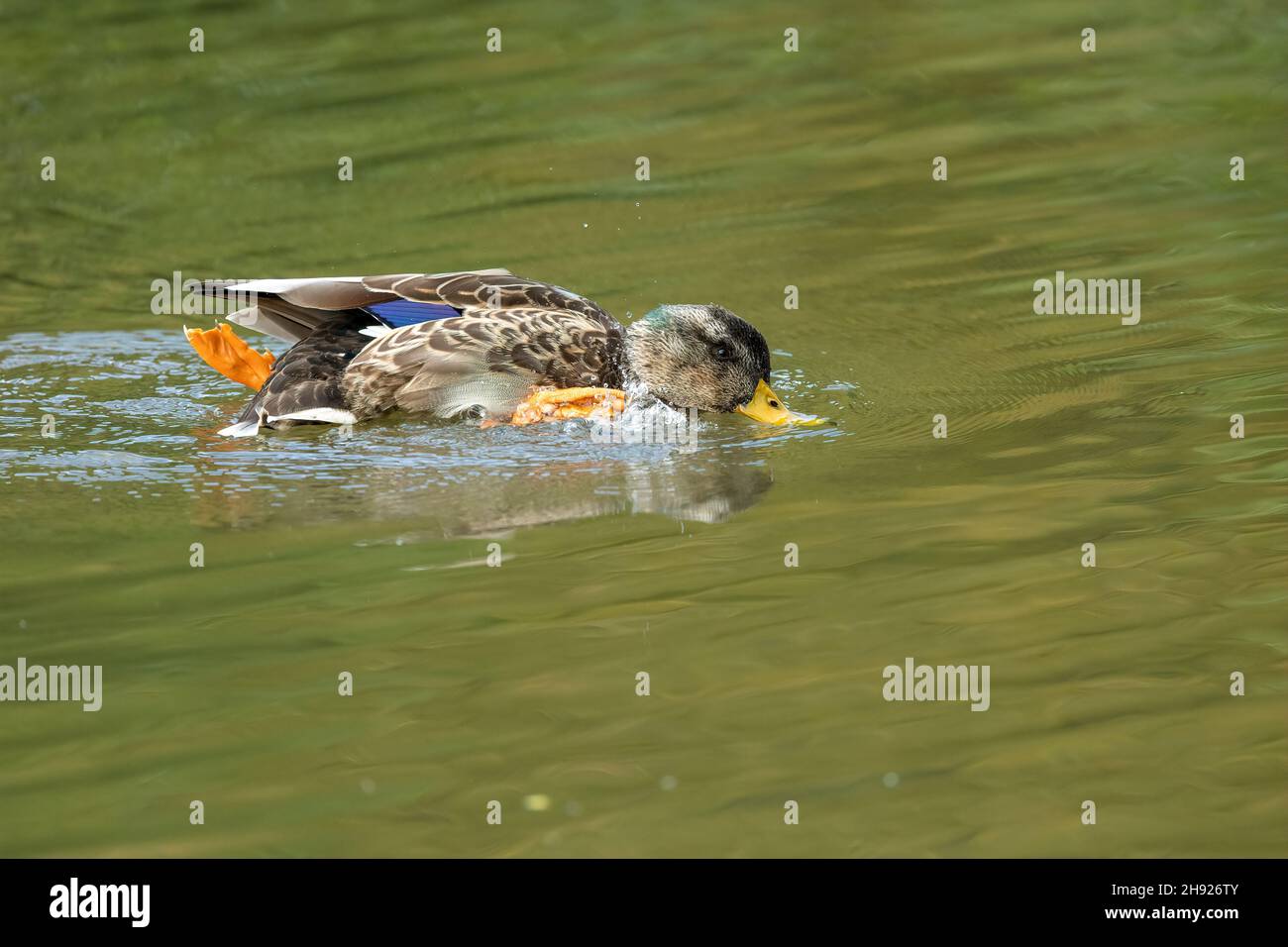 Mallard on autumn pond Stock Photo