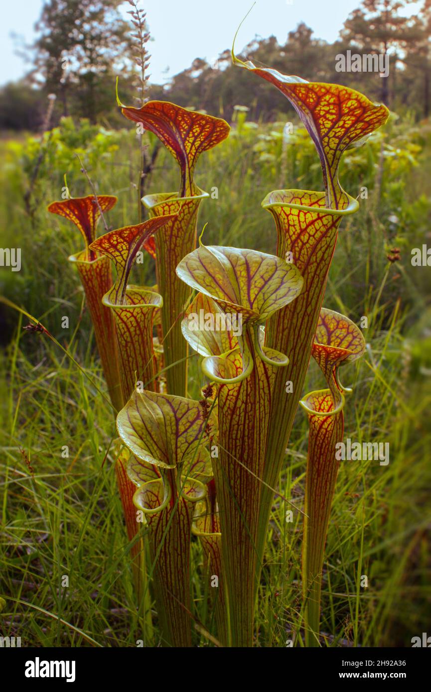 Red veined pitchers of Sarracenia flava var. ornata, the yellow pitcher plant with red lid, North Carolina, USA Stock Photo