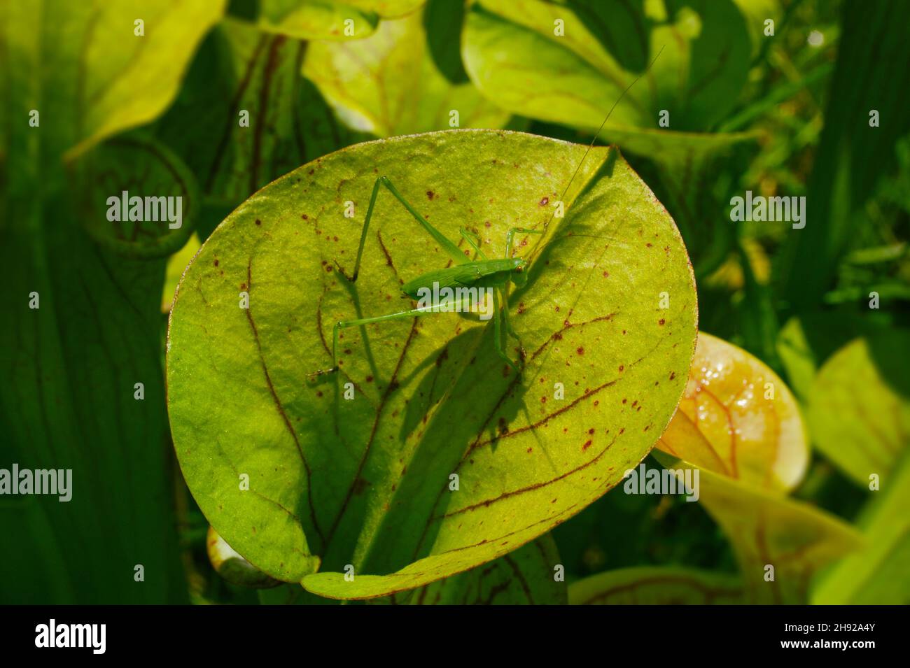 Grasshopper on carnivorous pitcher plant (Sarracenia flava ssp. flava), USA Stock Photo
