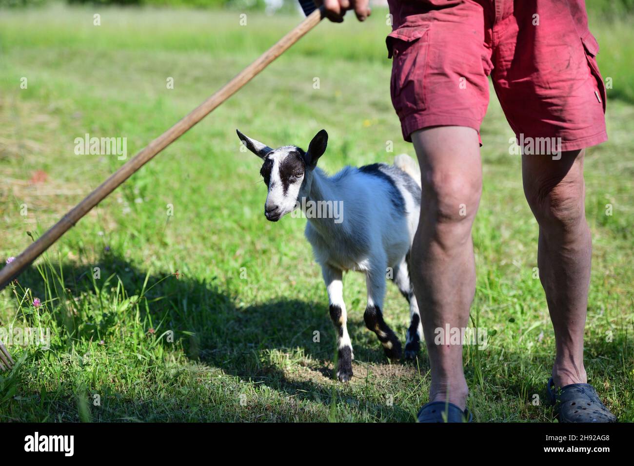 Feed lawn rake hi-res stock photography and images - Alamy