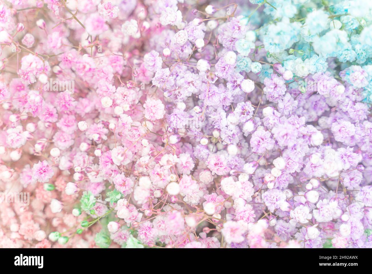 Gypsophila baby breath multicolors flowers gardient. Pastel pink, purple, green, blue, white colors Stock Photo