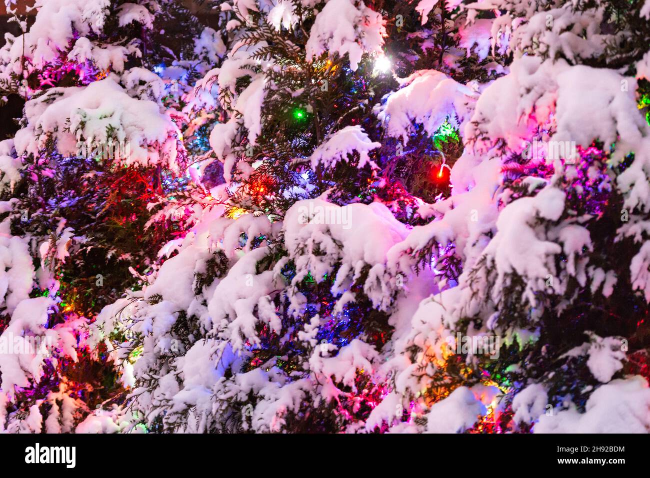 Garland among the branches of thuja. Garland under the snow close-up. The wall of tui under the snow is decorated for the new year. Stock Photo