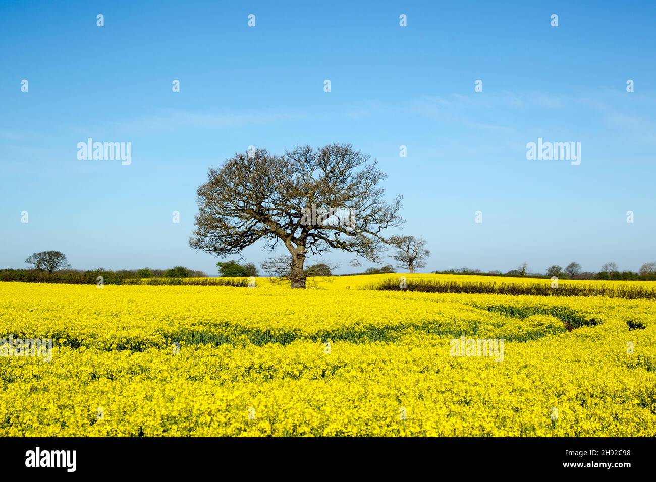 Spring season flowering rapeseed, Brassica napus, crop under blue sky showing fields, hedges and trees, also known as rape and oilseed rape Stock Photo