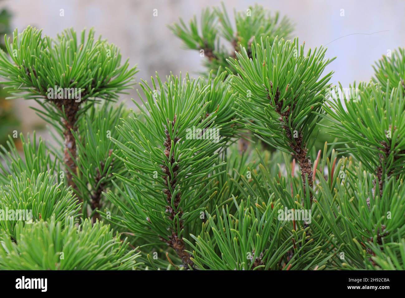 Branches Pinus mugo. Pinus mugo PumilioPinaceae Stock Photo