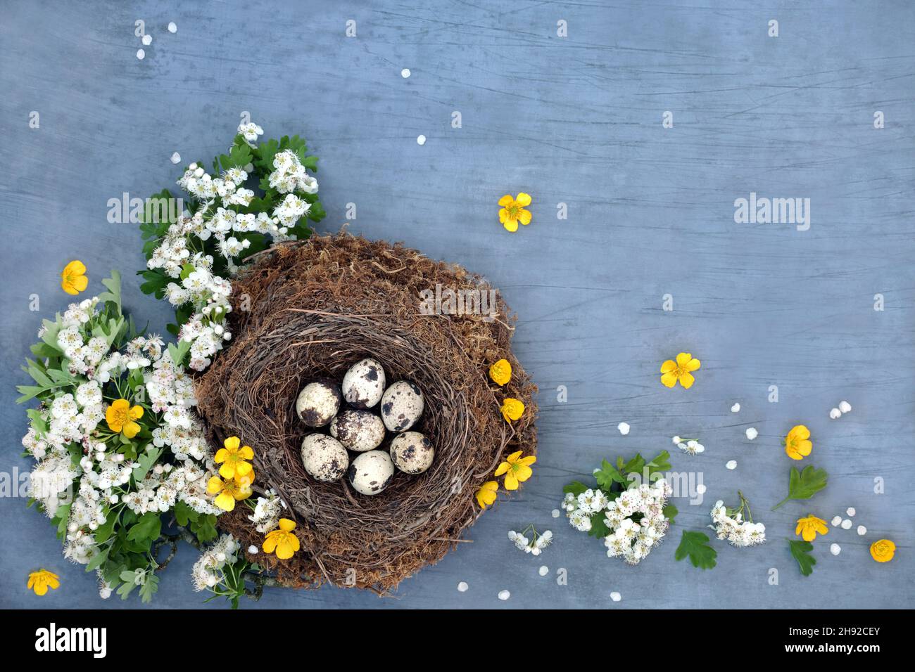 Quail eggs in a natural birds nest with buttercups and spring hawthorn