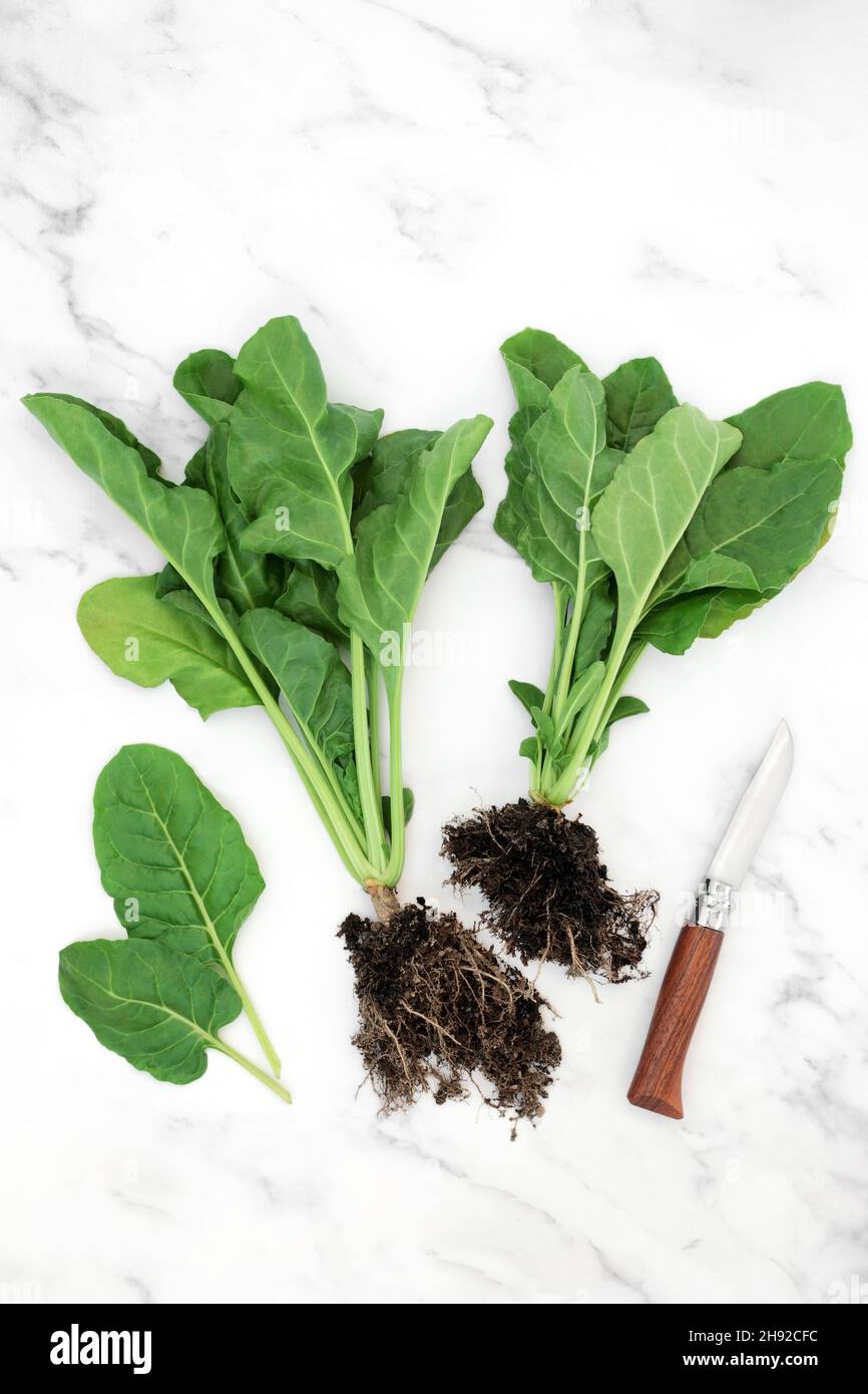 Organic spinach plants with soil root balls and leaves. Immune system boosting healthy food very