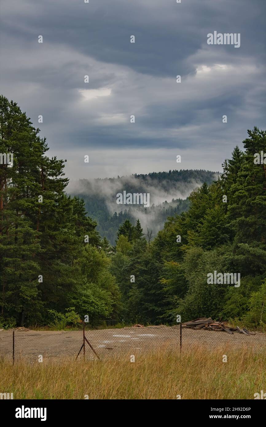 Vertical shot of pine trees in a forest under the cloudy sky Stock ...