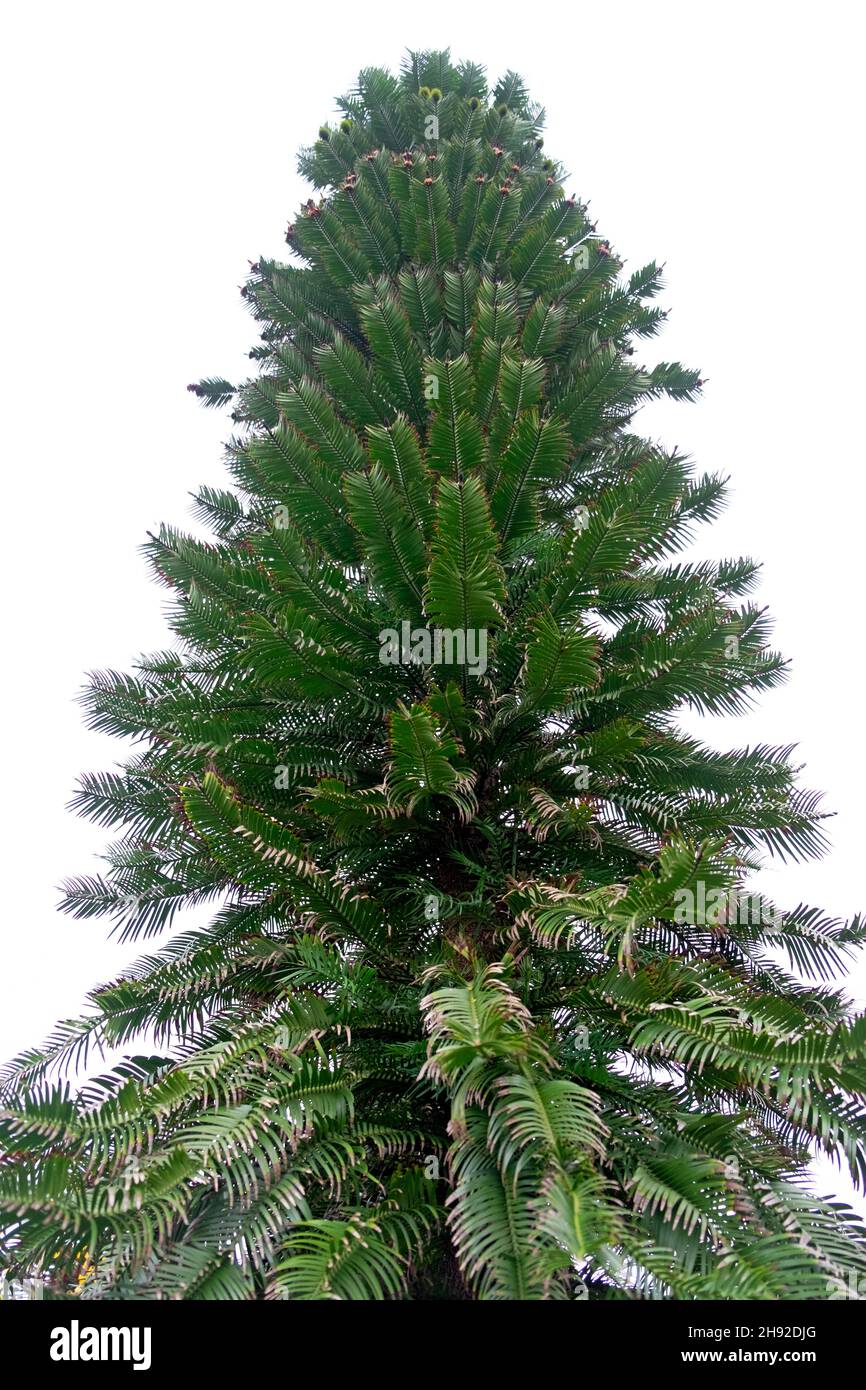 Australian pine tree hires stock photography and images Alamy