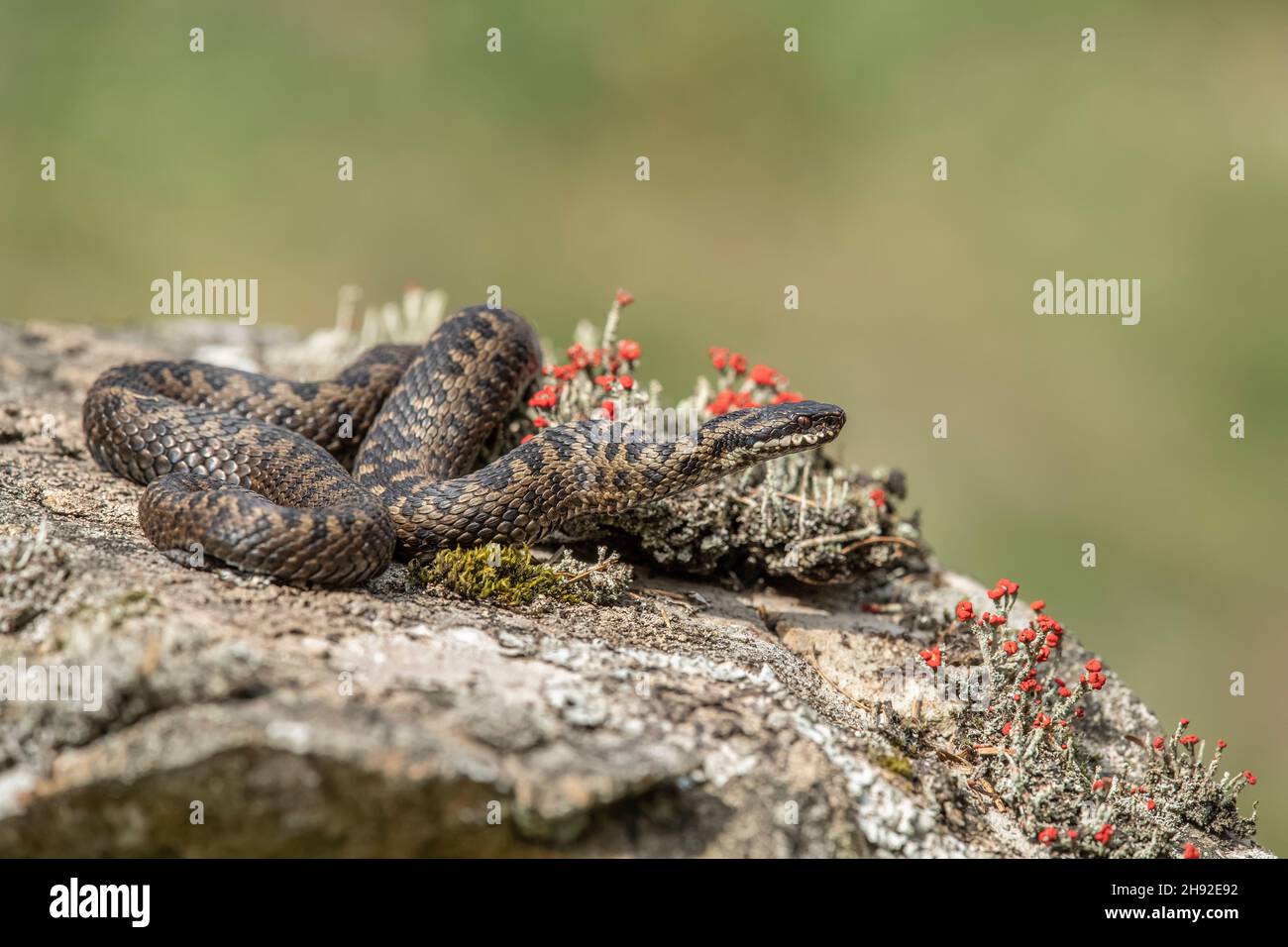 Adder snake on a rock in the spring time close up in the countryside in Scotland uk Stock Photo