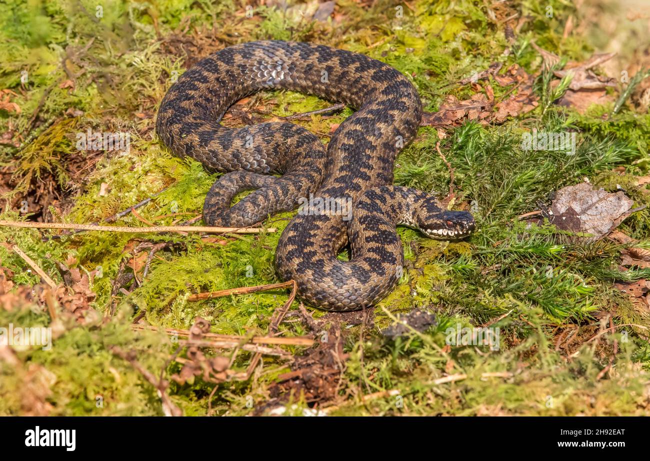 Adder snake in grass in the spring time close up in the countryside in Scotland uk Stock Photo