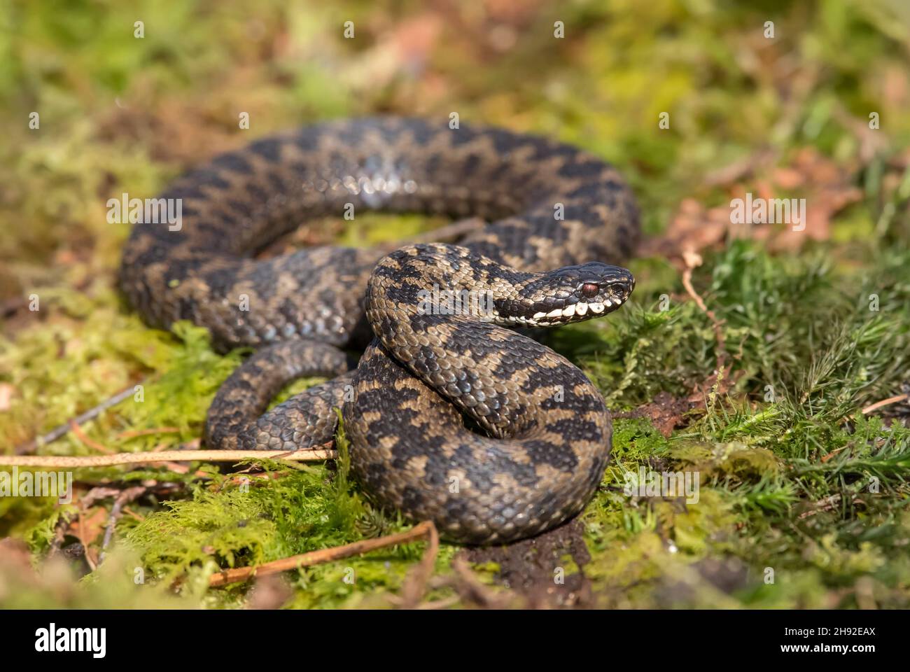 Adder snake in grass in the spring time close up in the countryside in Scotland uk Stock Photo