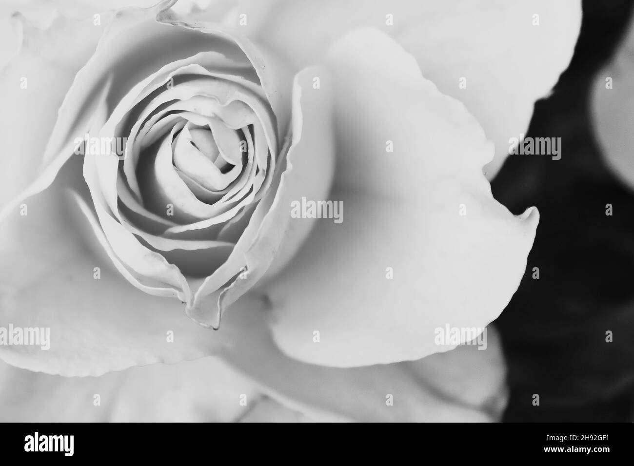 Black and white rose. Close up view Stock Photo Alamy