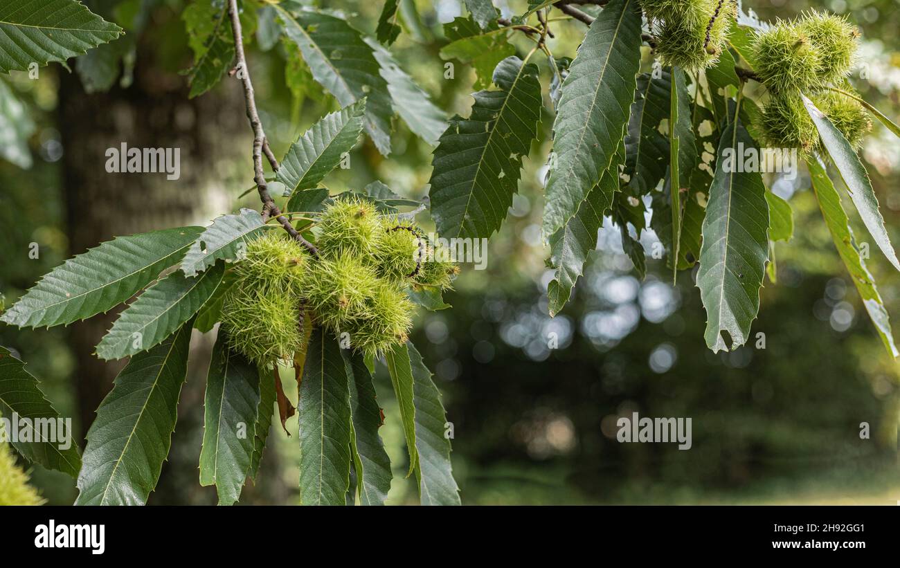Close up spikey clusters of sweet chestnuts close up and next to their leaves Stock Photo