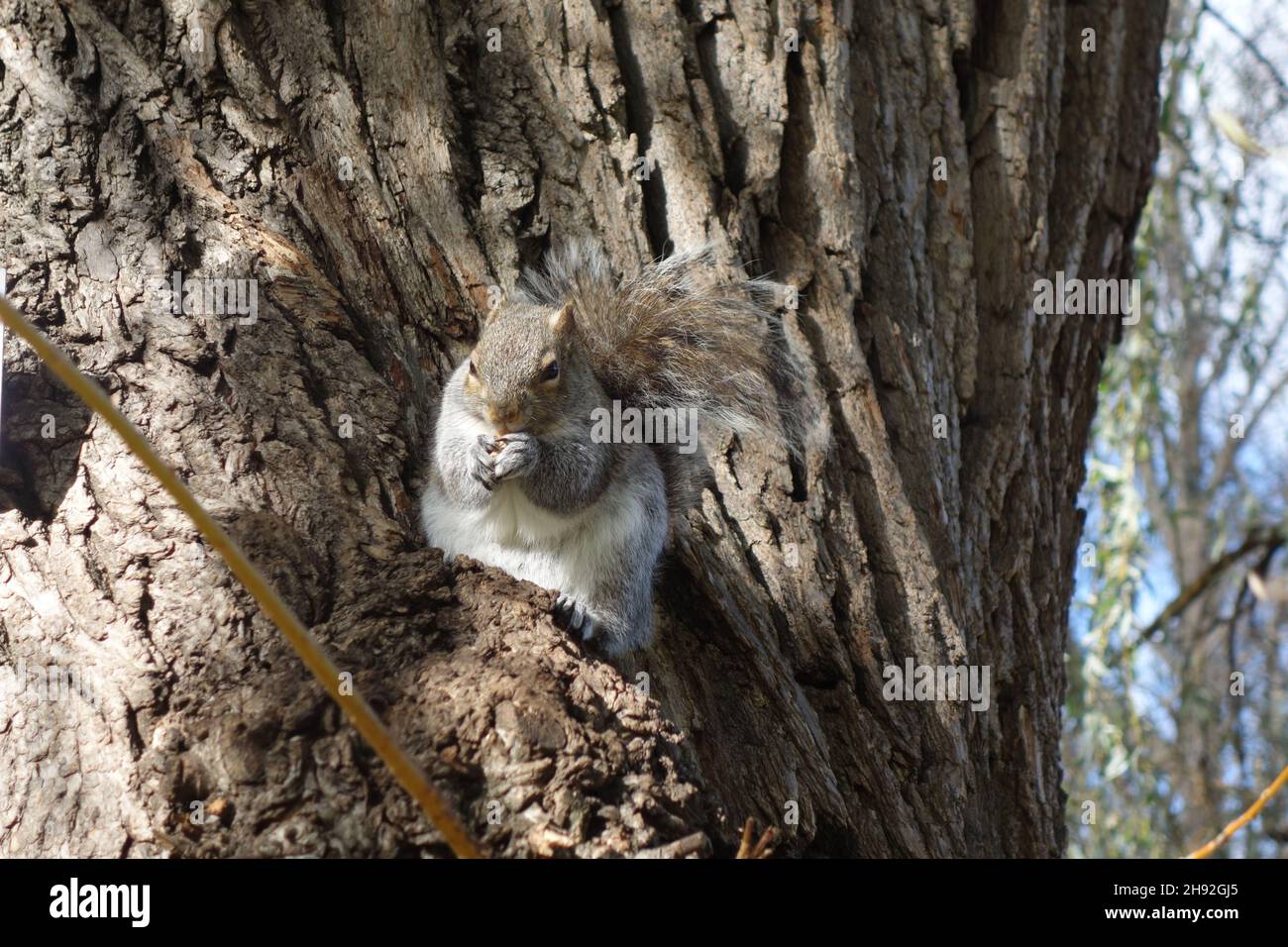Willowtree hires stock photography and images Alamy