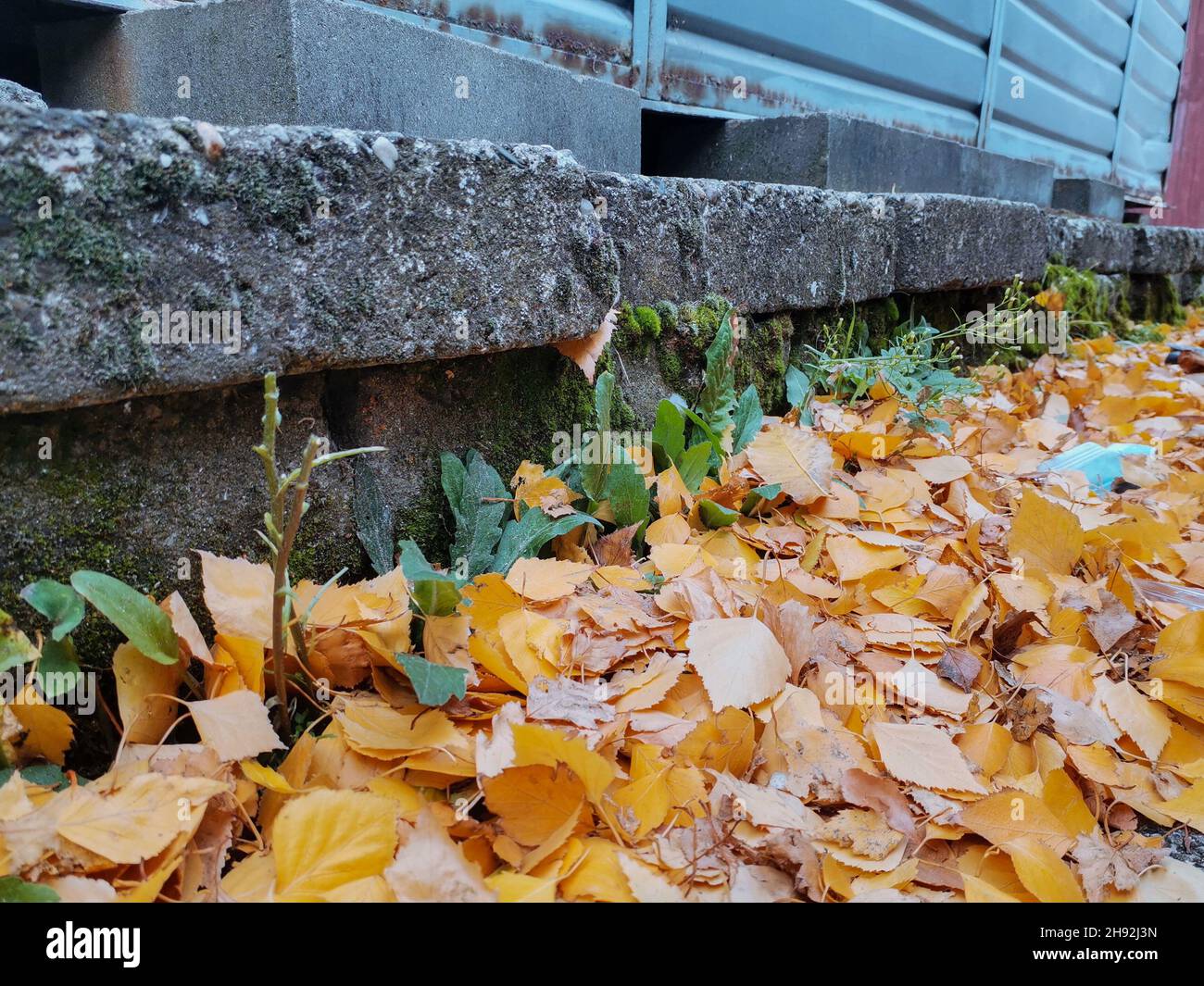 Yellow fallen leaves on the ground Stock Photo - Alamy