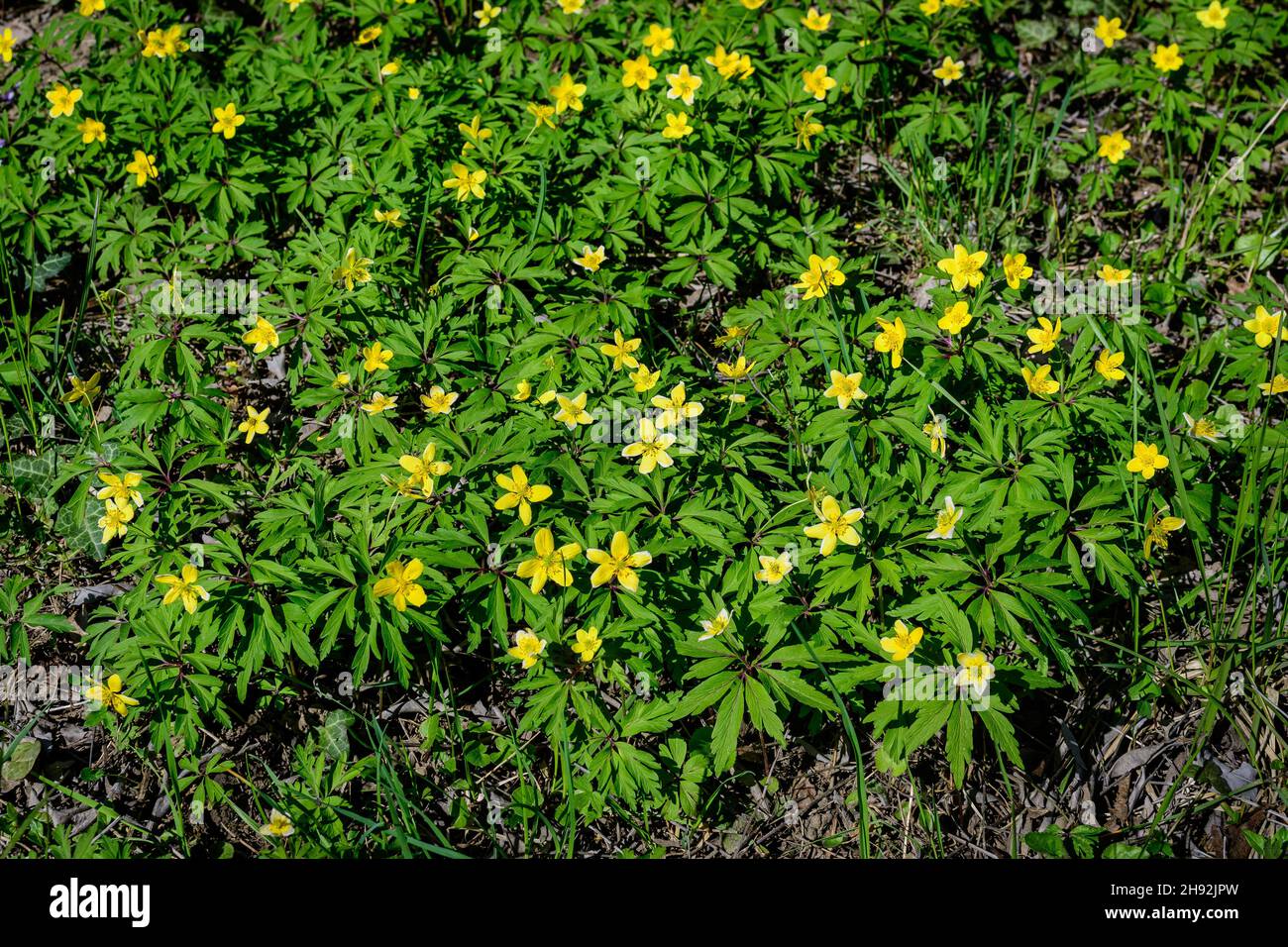 Many delicate yellow flowers of Ranunculus repens plant commonly known as the creeping buttercup, creeping crowfoot or sitfast, in a forest in a sunny Stock Photo