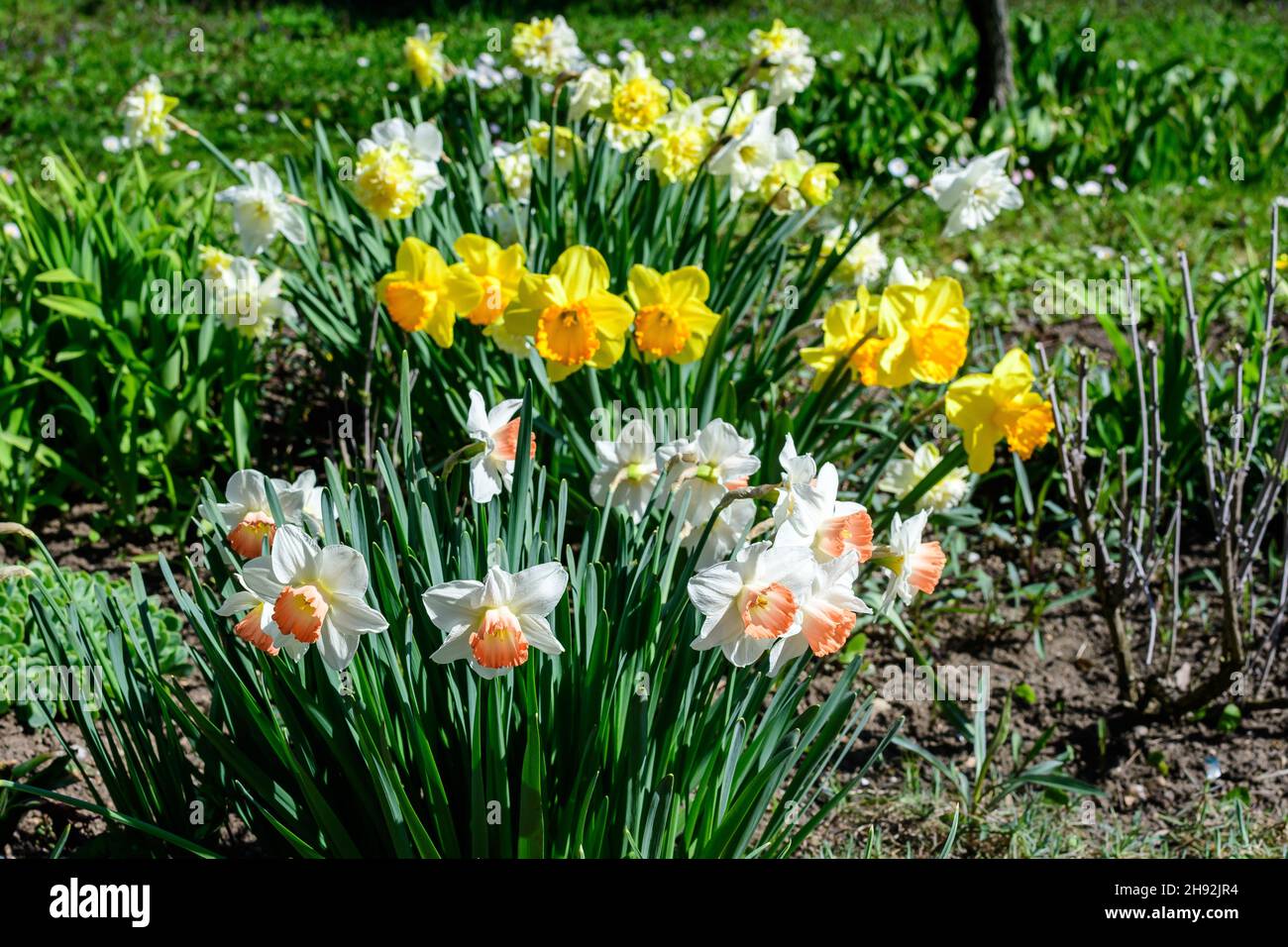 Group of delicate white and vidid yellow daffodil flowers in full bloom with blurred green grass, in a sunny spring garden, beautiful outdoor floral b Stock Photo