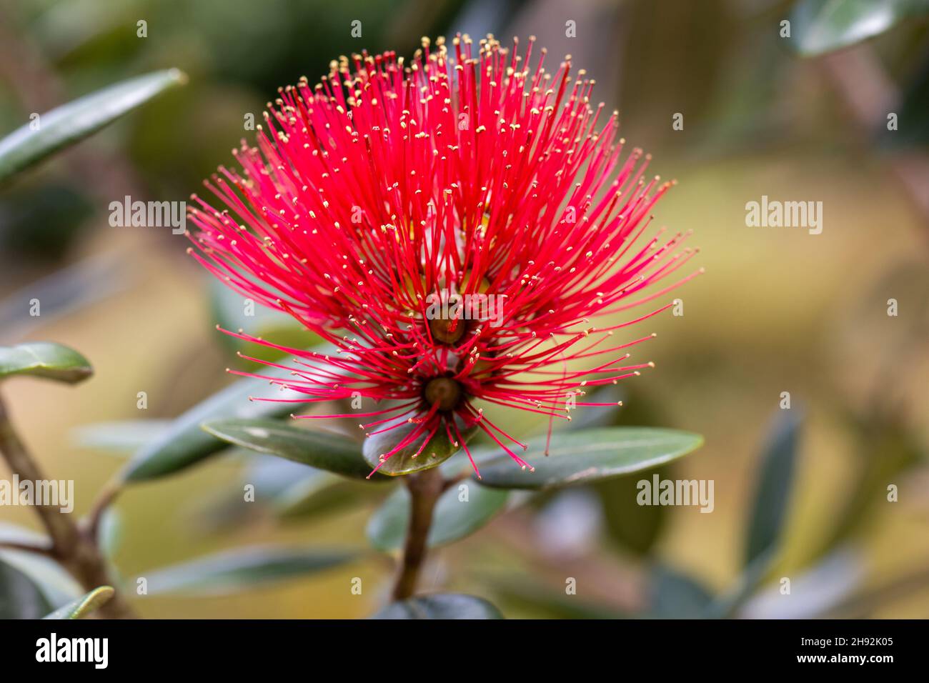 Macro of Pohutukawa flower, New Zealand Christmas Tree Stock Photo