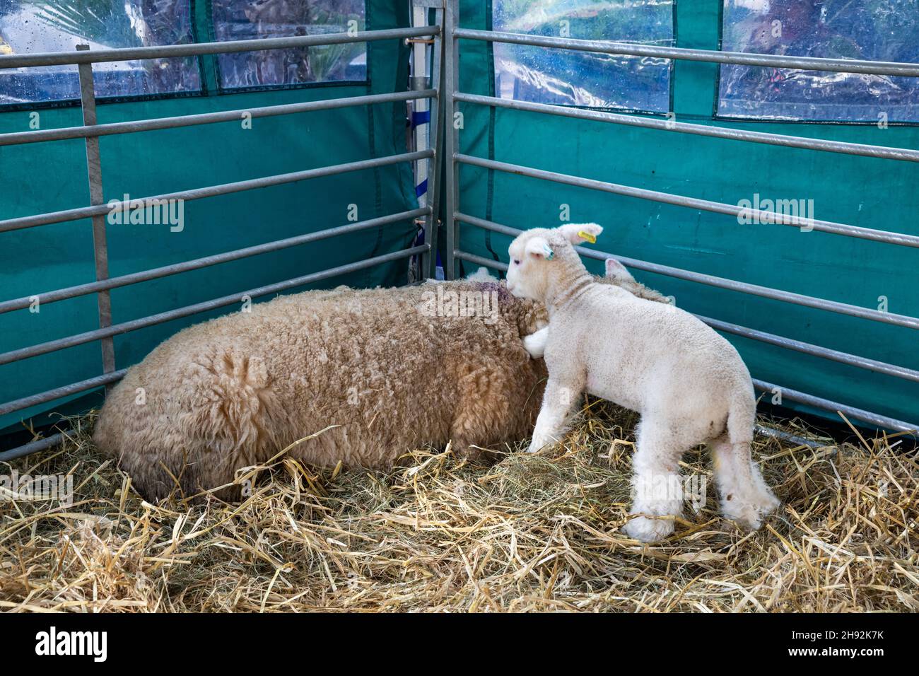 Baby lamb with mother in a pen in Truro, Cornwall,UK Stock Photo - Alamy