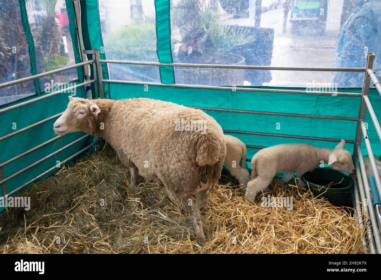 Baby lamb with mother in a pen in Truro, Cornwall,UK Stock Photo - Alamy