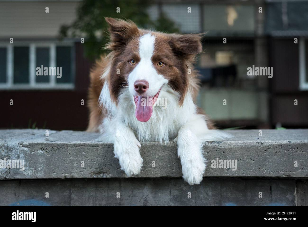 Can A Border Collie Live In An Apartment