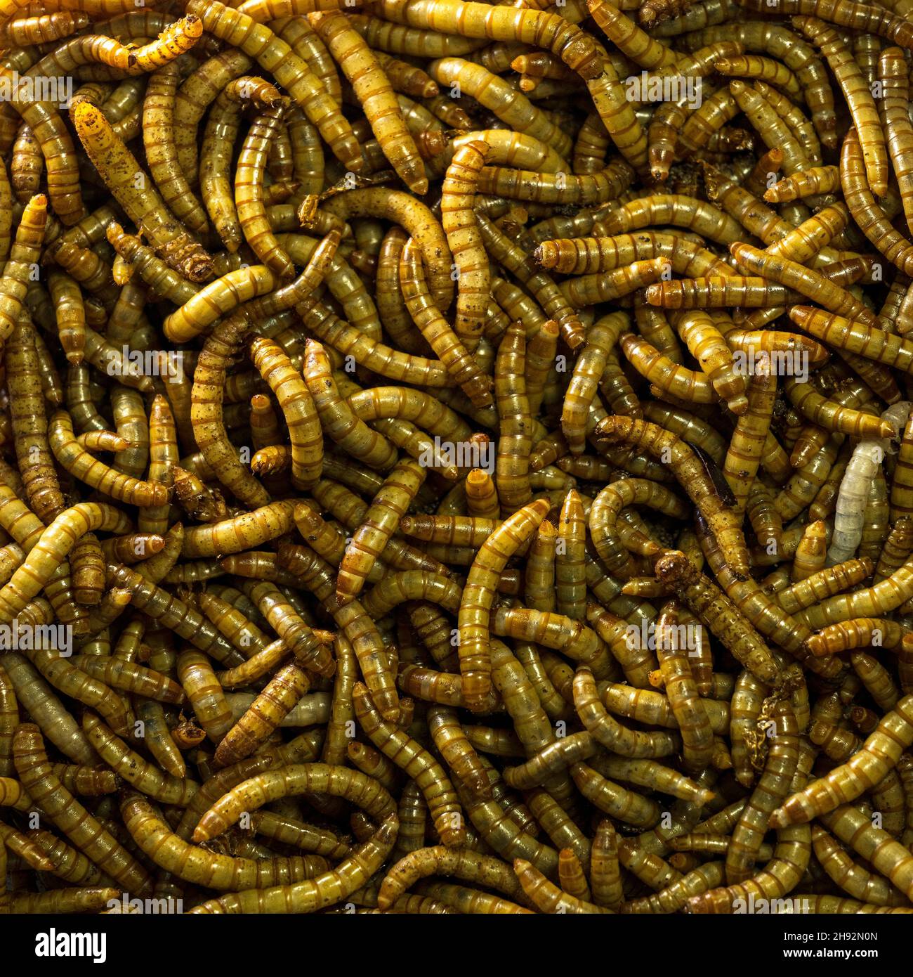 Top view fodder worms for exotic animals.Meal worms is the common name