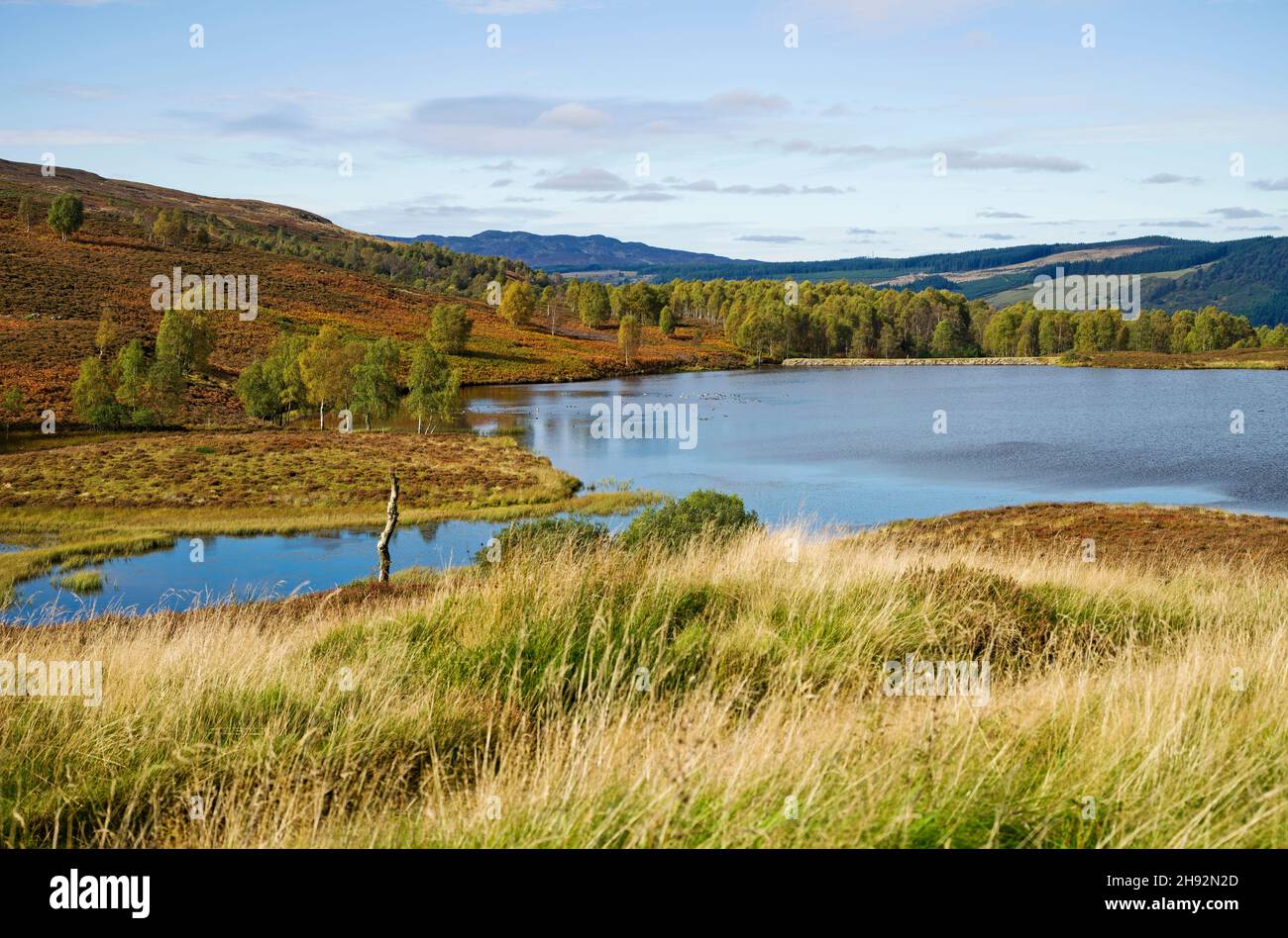 Small moorland hill loch, trees on hillside, Tayside sporting estate, Highland Perthshire, calm sunny autumn weather, Scotland UK Stock Photo