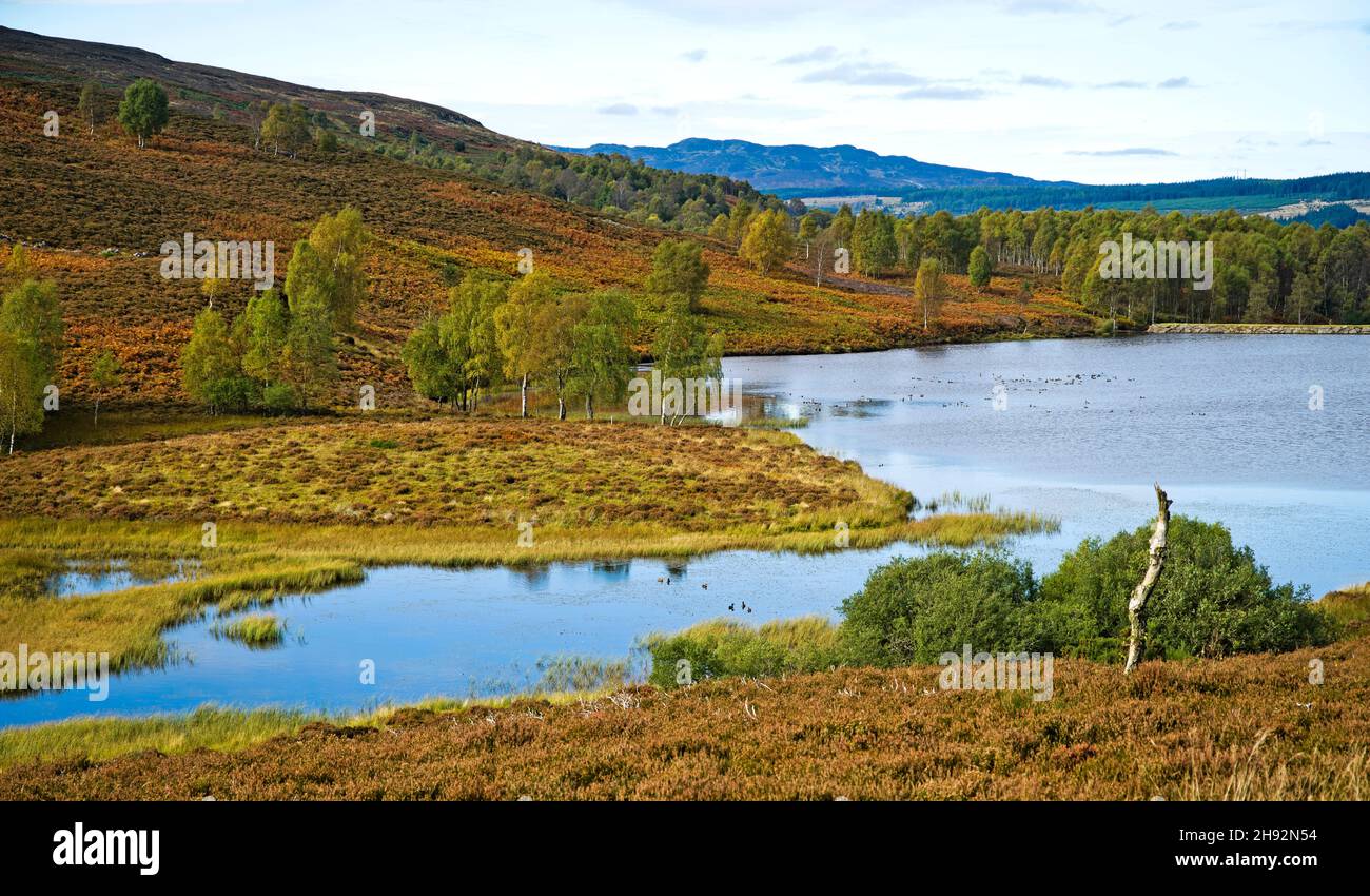 Small moorland hill loch, trees on hillside, Tayside sporting estate, Highland Perthshire, calm sunny autumn weather, Scotland UK Stock Photo