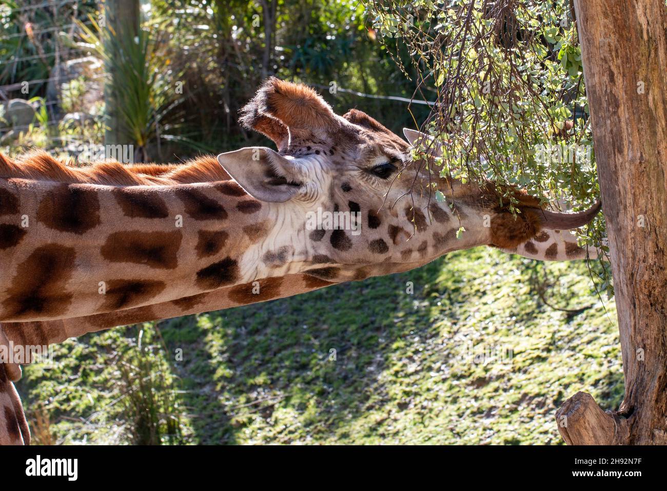 a Giraffe extending it's tongue out to feed from a tree at Wellington Zoo, New Zealand Stock Photo