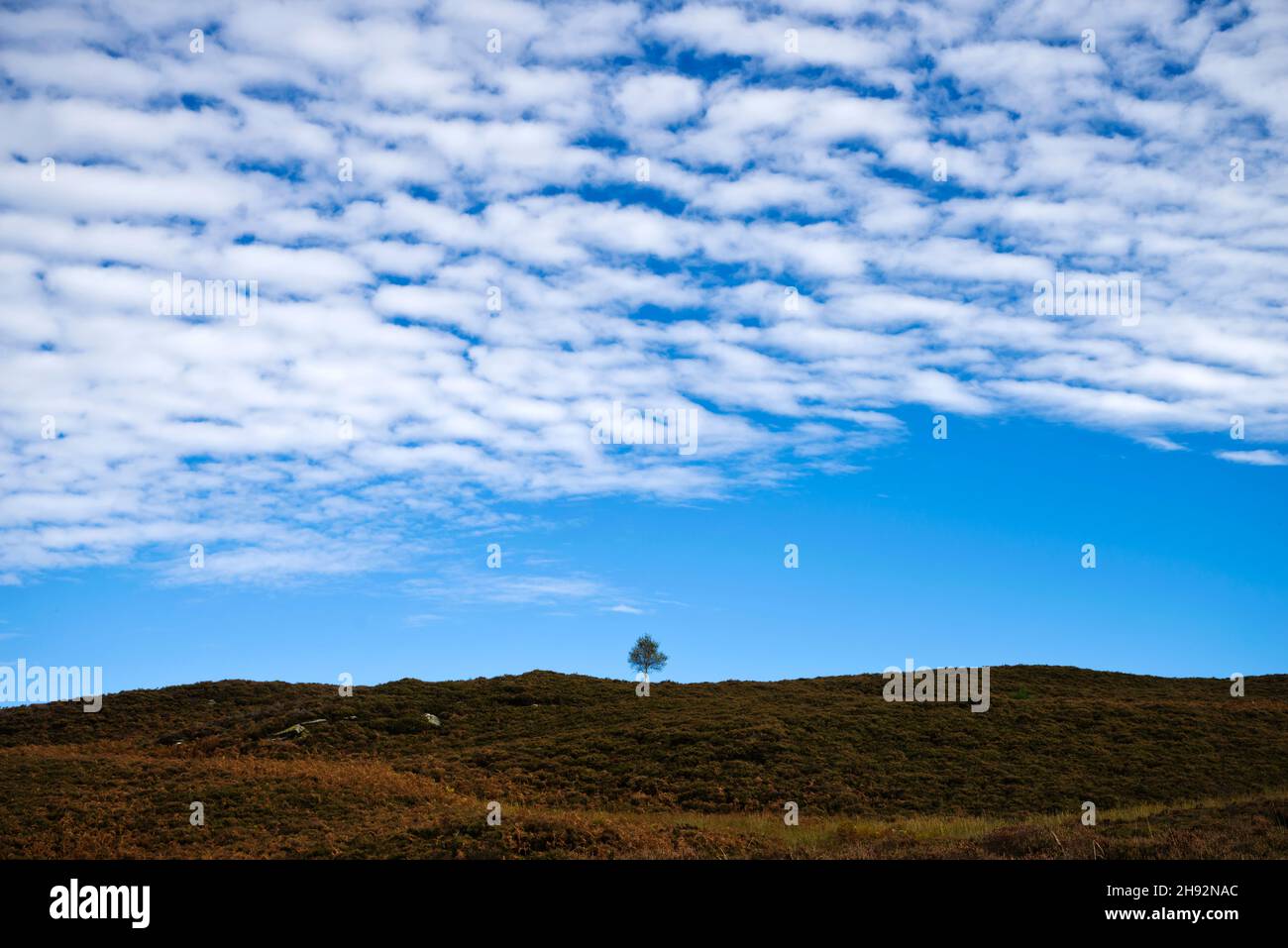 One small solitary tree on skyline on heather moorland in Highland Perthshire, autumn, Scotland UK. Stock Photo
