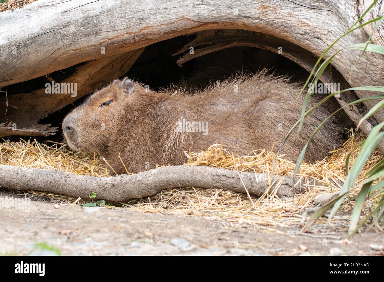 Capybara zoo hi-res stock photography and images - Alamy