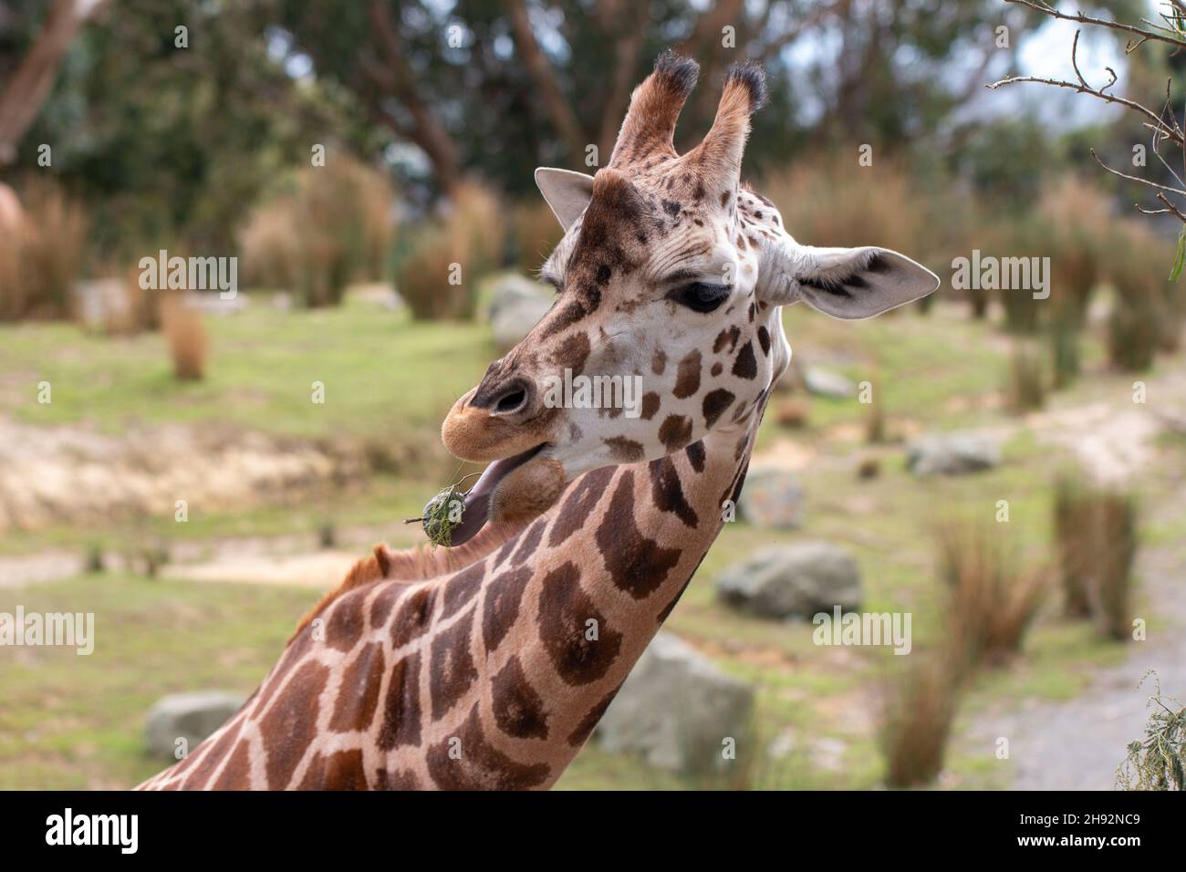 Giraffe eating leaves using its tongue at Wellington Zoo, New Zealand Stock Photo
