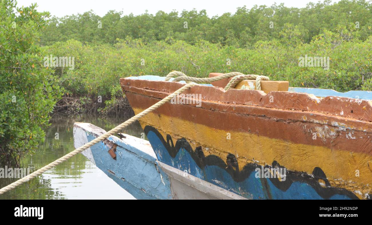 A brightly painted pirogue, a wood built fishing boat tied up among mangroves in a creek off the Gambia River. Lamin, The Republic of the Gambia. Stock Photo