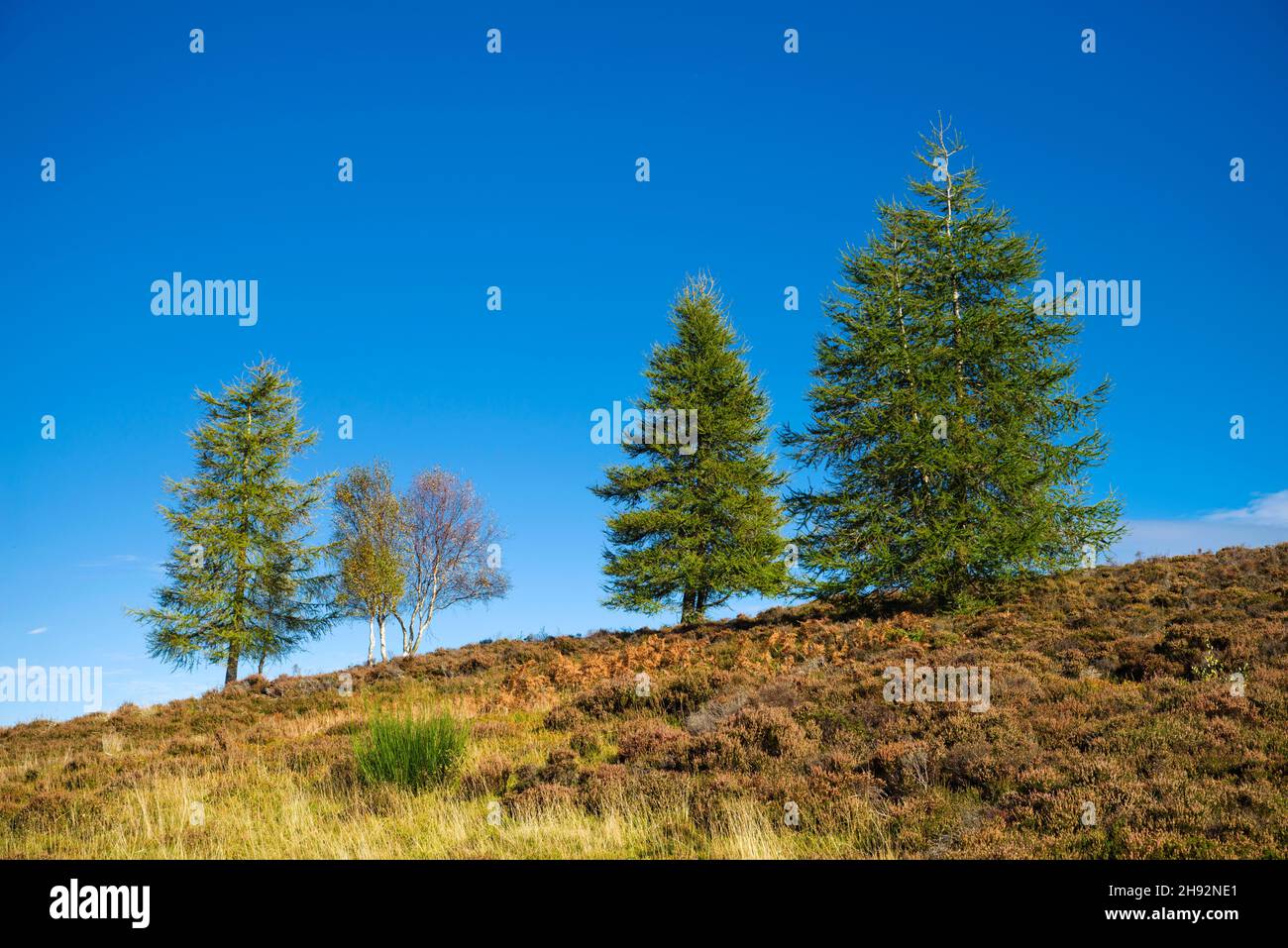 Group of fir trees on skyline in heather moorland in Highland Perthshire, autumn, bright sunshine, deep blue sky, Scotland UK Stock Photo