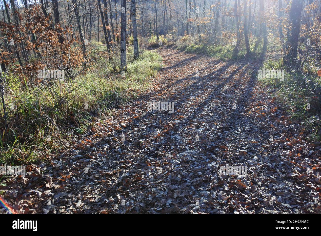 Magical autumn with colored leaves, yellow, orange, the forest with long shadows, traces of footsteps on the road, in the woods there are the doors Stock Photo