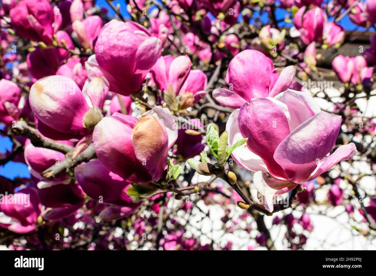 Large pink flowers magnolia tree hi-res stock photography and images ...
