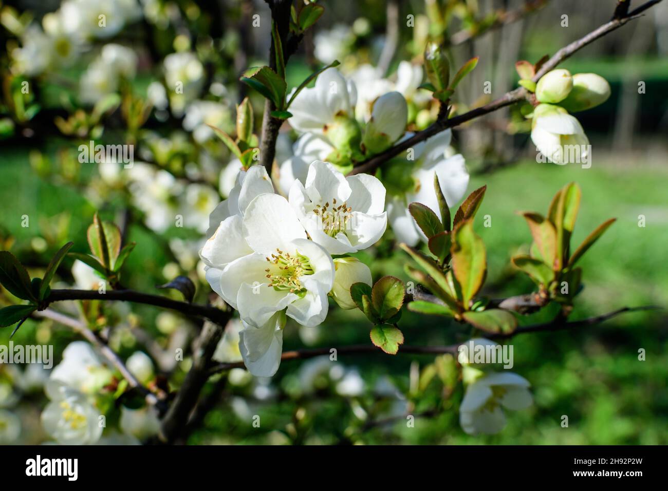 Close up delicate white flowers of Chaenomeles japonica shrub, commonly known as Japanese quince or Maule's quince in a sunny spring garden, beautiful Stock Photo