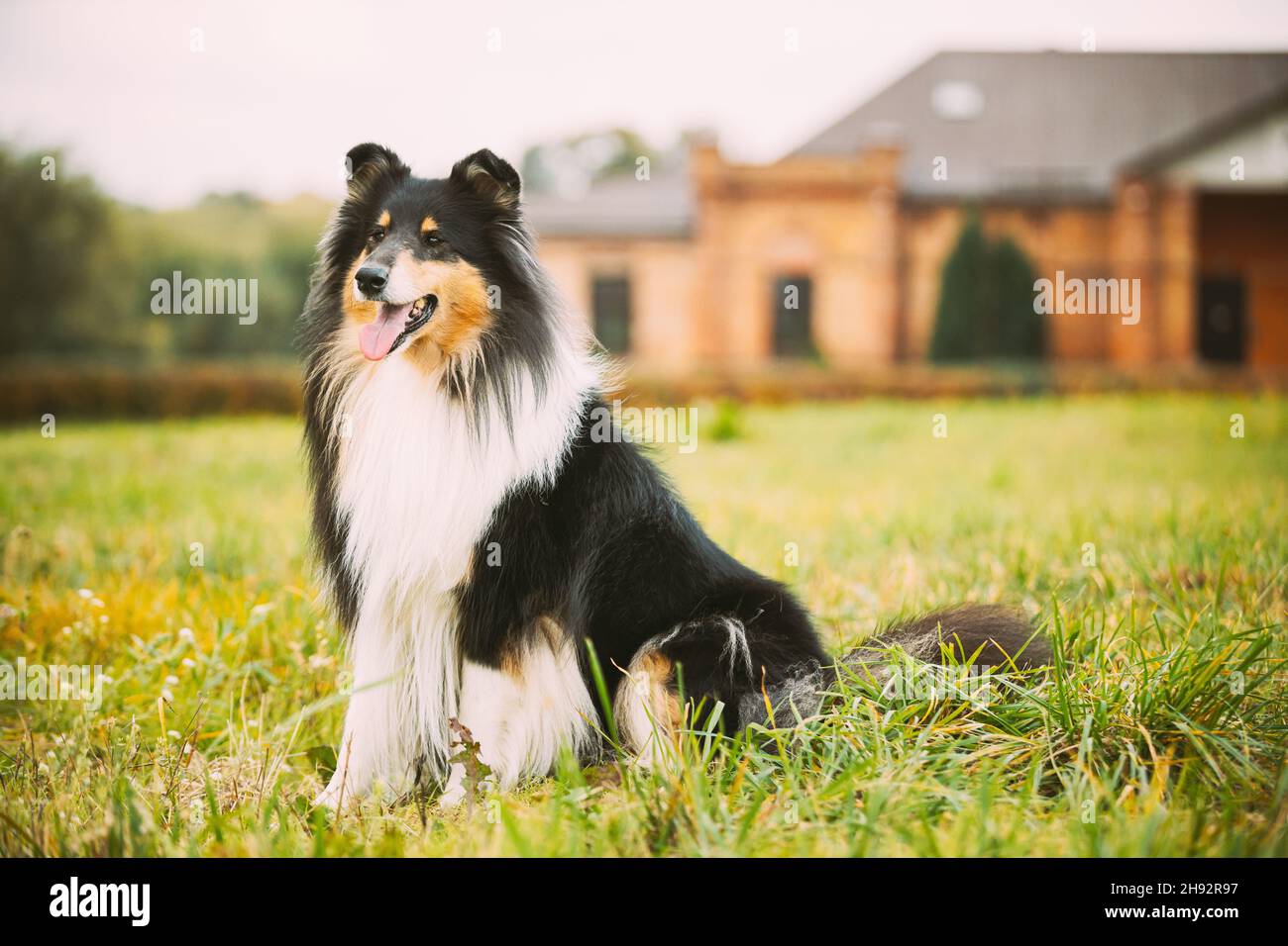 Lassie dog sitting stock image. Image of female, dogs - 70737099