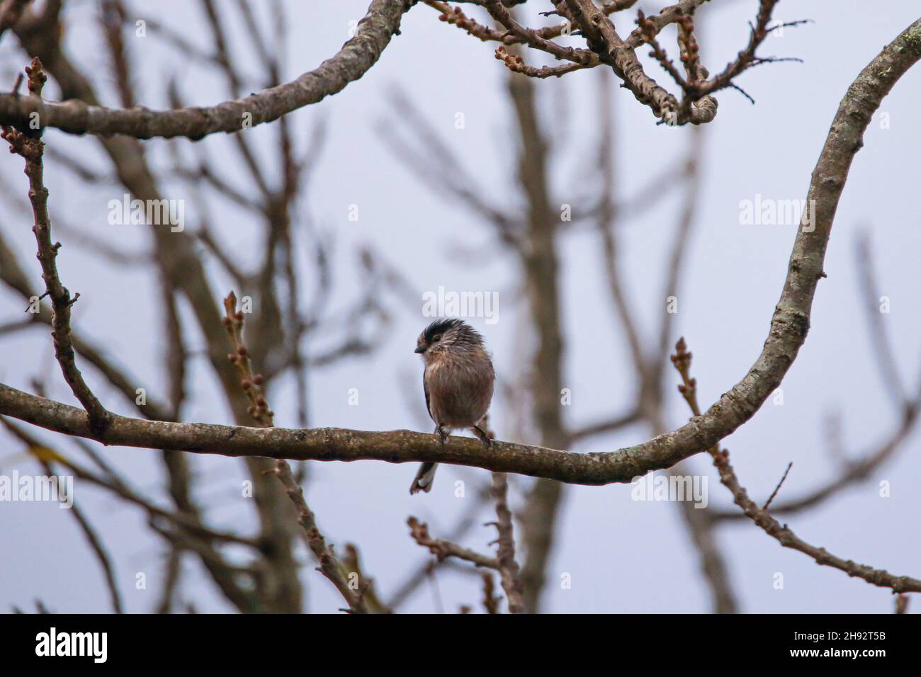 A long-tailed tit - Aegithalos caudatus perched on a twig Stock Photo