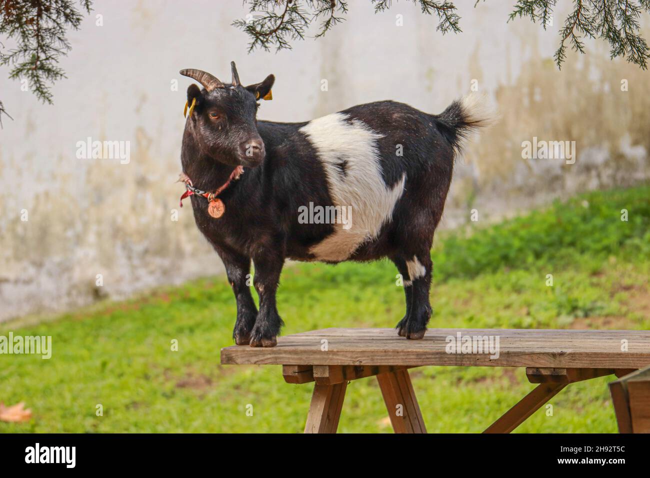 Pygmy goat on a table Stock Photo