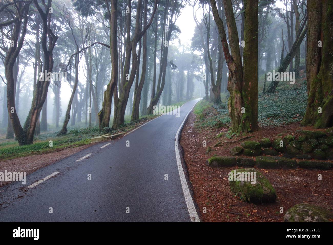 Road in a forest covered with mist Stock Photo - Alamy